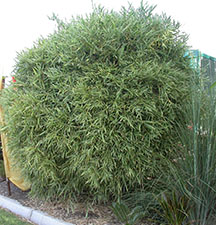 Bambusa heterostachya (variegated)
